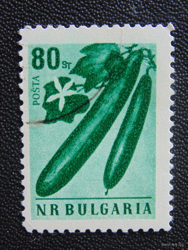Болгария. Огурцы.