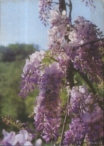 Подписанная открытка 1970г. "Глициния" фото Б. Раскин