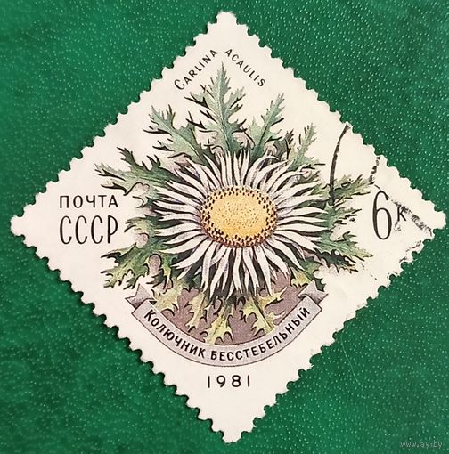 СССР 1981. Колючник бесстебельный