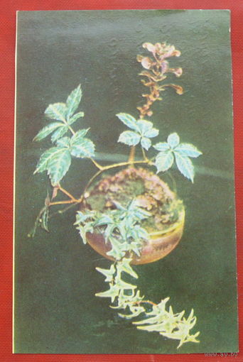 Композиция из растений. Подписанная. Рига. 845.