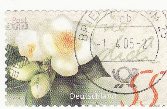 Камелия юннаненсис 2004 год