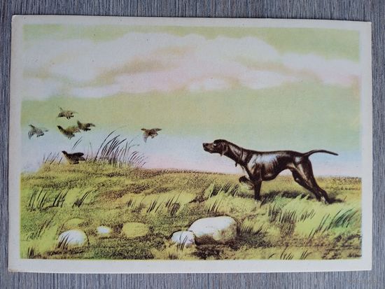 1958. охота. Курдов. По куропаткам