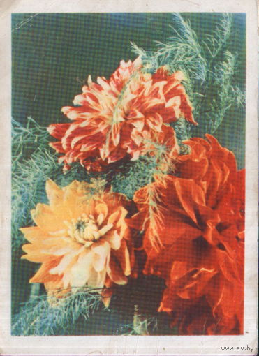 Подписанная открытка 1965г. БССР "Георгины" фото А. Ананьина