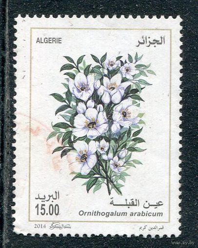 Алжир. Флора. Цветы