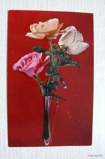 Мезенцев М.,Букет роз; 1976, чистая (размер 9*14).