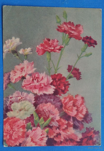 Почтовая карточка (ДМПК). Гвоздики. 1955 г. Чистая.