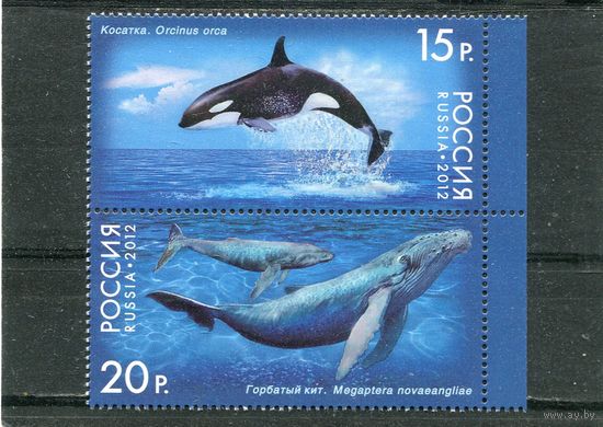 Россия 2012. Морская фауна. Касатки, кит