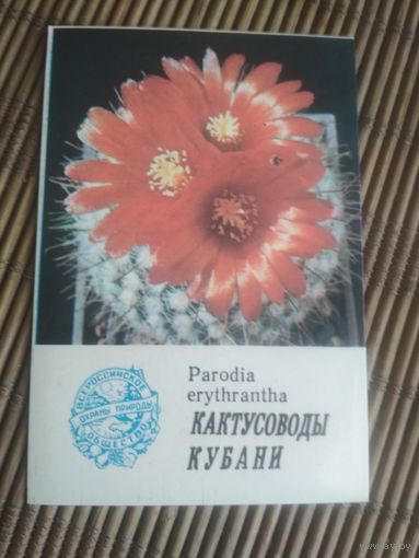 Карманный календарик.1985 год. Кактусоводы Кубани