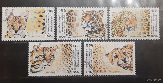 Камбоджа. Фауна. Дикие кошки (701)