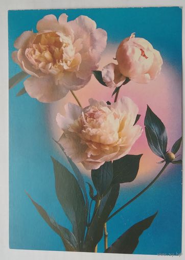 Открытка 1982 г. Подписана