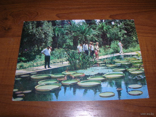 Сухуми Ботанический сад 1975 год чистая