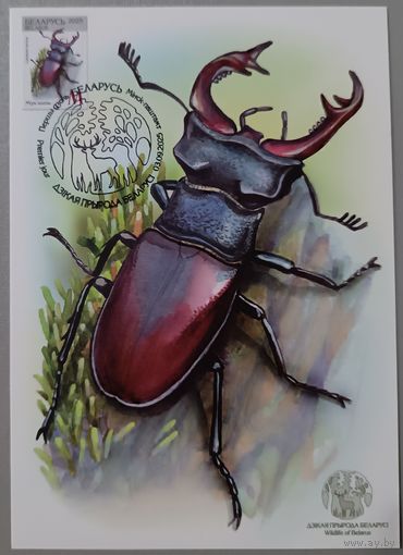 Картмаксимум "Жук-олень". Дикая природа Беларуси.