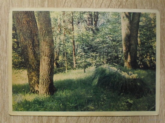 ЧИСТАЯ ОТКРЫТКА СССР. "ЯСНАЯ ПОЛЯНА. МОГИЛА Л.Н. ТОЛСТОГО." фото. Л. БОРОДУЛИНА. 1956 год.