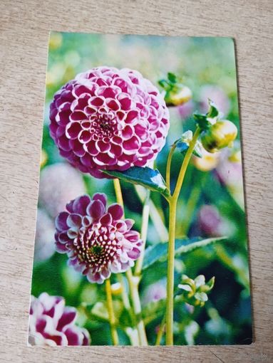 Фото Н.Матанова Георгины "Андрюша"1975