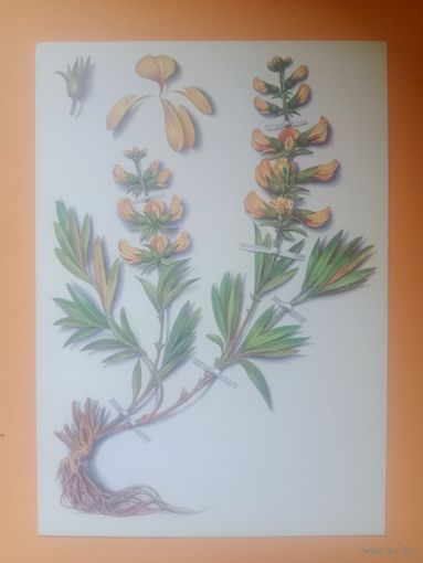 Открытка Косоруков,1985