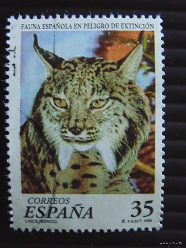 Испания 1998 г. Рысь.