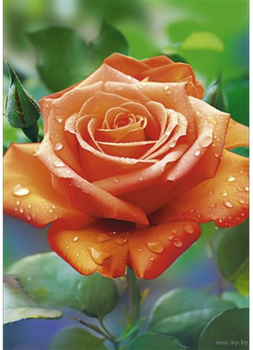 Роза. Открытка