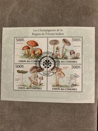 Коморские острова 2010. Грибы побережья Индийского океана. Малыйьлист
