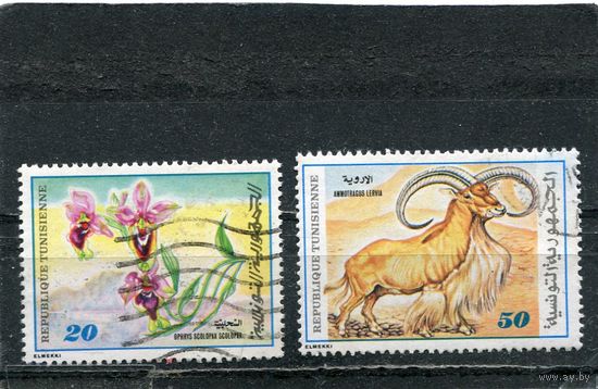 Тунис. Фауна. Цветы и гривистый баран