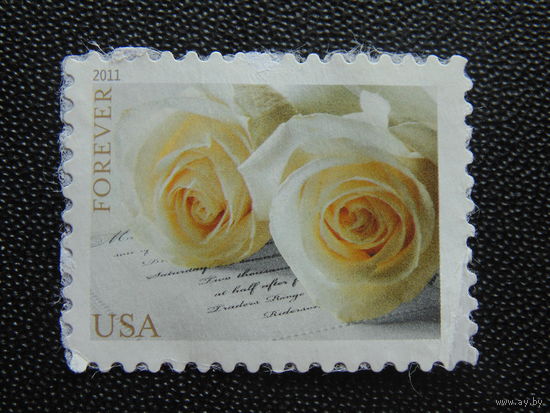 США 2011 г. Розы.