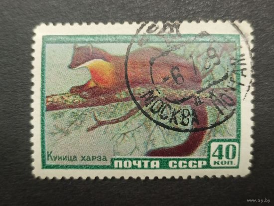 1959 СССР. Фауна СССР. Куница Харза