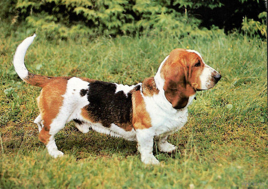 Почтовая карточка "Бассет"