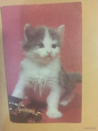 Календарь 1990 кошки/2