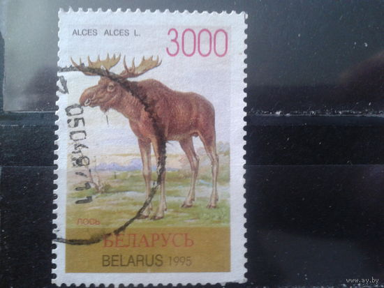 1996 Лось