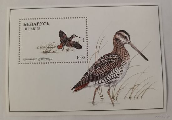 Блок Обыкновенный бекас