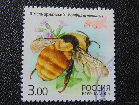Россия 2005 г. Шмель.