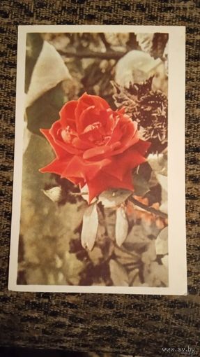 ОТКРЫТКА. РОЗА.(ВЕНГРИЯ)