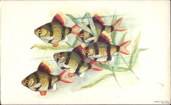 1968 год Л.Аристов Барбосы
