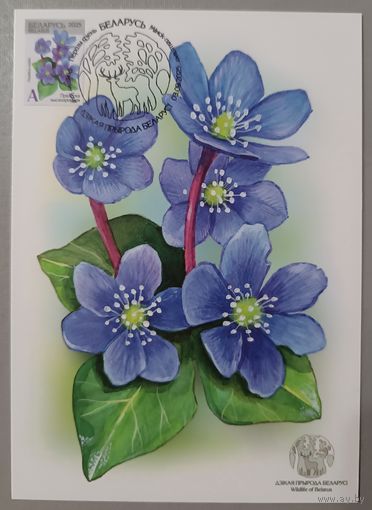 Картмаксимум "Перелеска благородная". Дикая природа Беларуси.