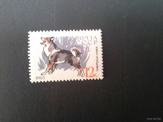 Ссср 1965. Сибирская лайка.