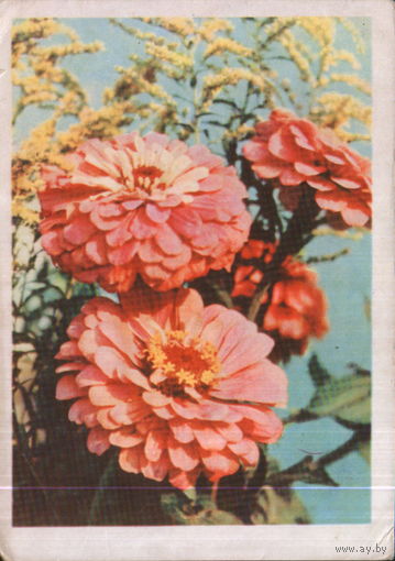 Подписанная открытка 1965г. БССР "Цинния" фото А. Ананьина