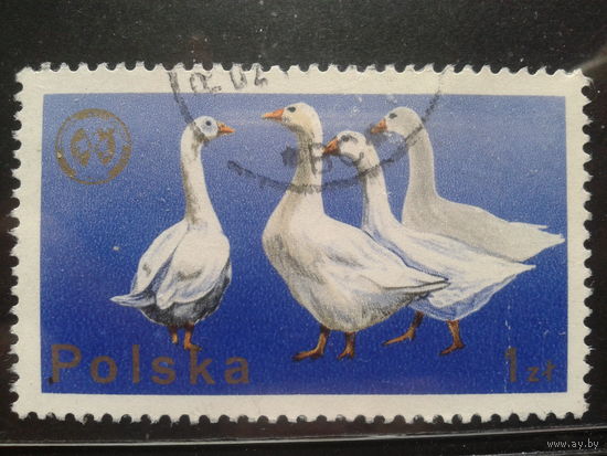 Польша 1975, Гуси