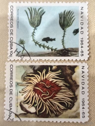 Куба 1964. Морская флора