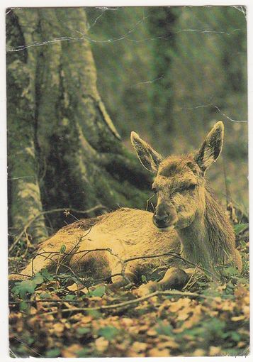 Календарик 1991 (176)