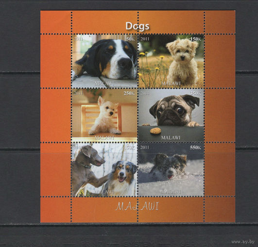 Малави 2011  Домашние животные Собаки