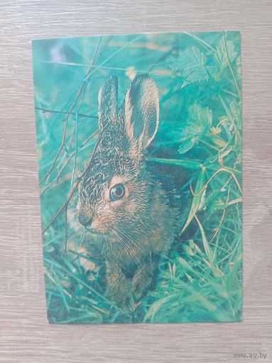 Календарик 1992-93