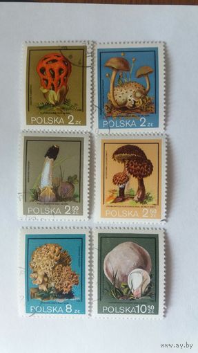 Польша 1980 6м грибы