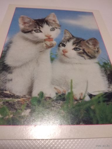 Открытка Котята.