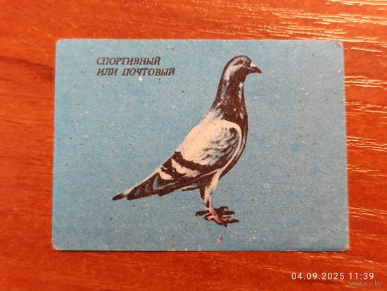 Спичечная этикетка Спортивный голубь