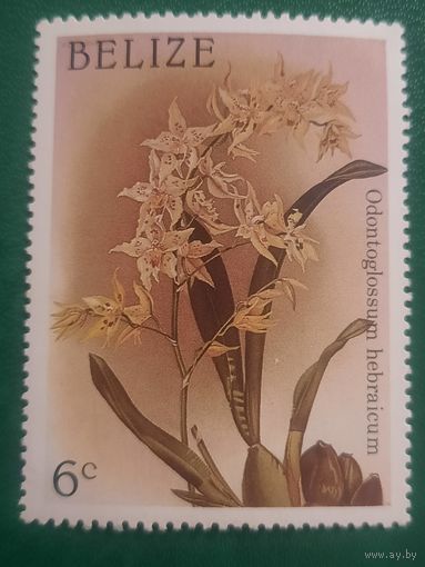 Белиз. Флора. Odontoglossum Hebraicum