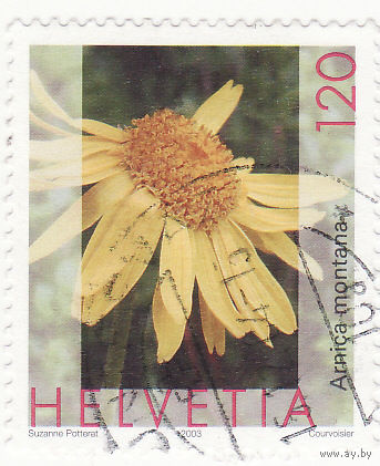 Арника 2005 год