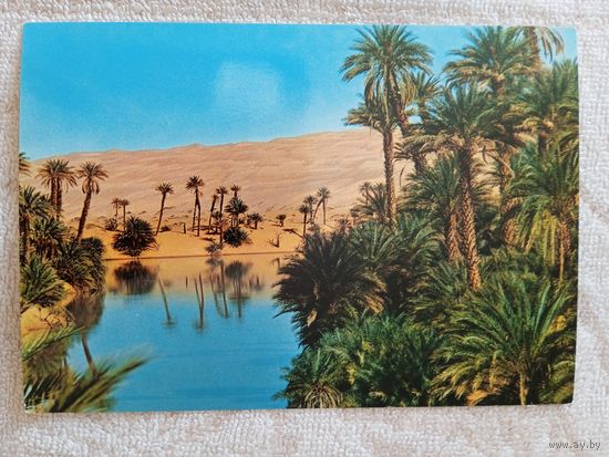 Алжир. Южный оазис в дюнах