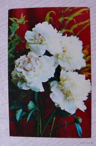 Костенко Г., Пионы, 1978, чистая (9*14 см).