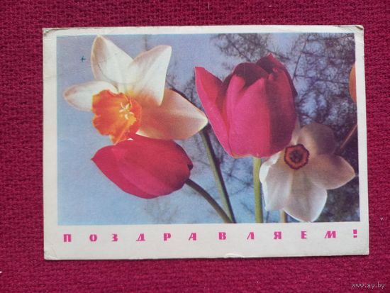 Поздравляем! Смолякова, Дергилева  1968 г.