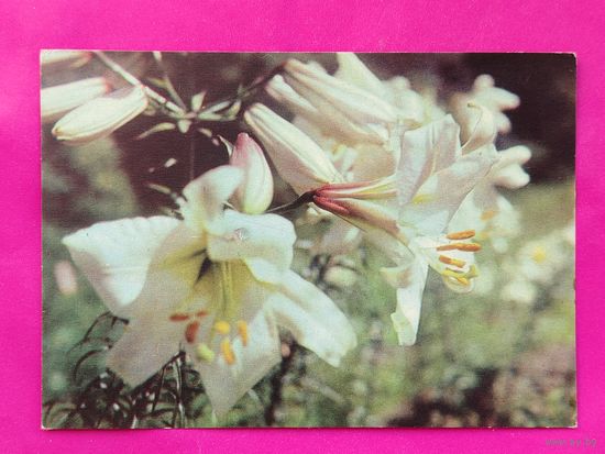 Лилия. Подписанная. 1968 года. Фото Томилина. 12.