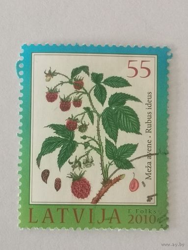 Флора Латвии - Малина обыкновенная (Rubus idaeus)